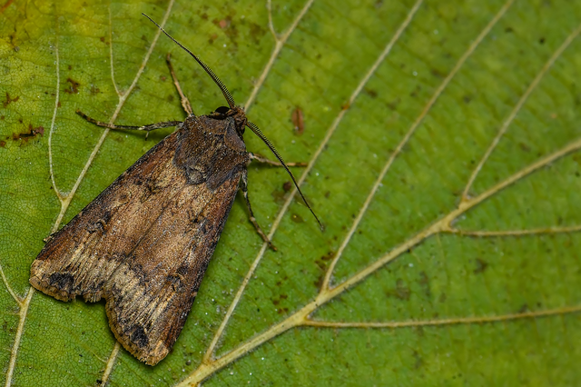 Agrotis ipsilon - nagy földibagoly