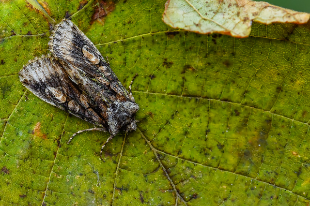 Allophyes oxyacanthae - galagonyabagoly