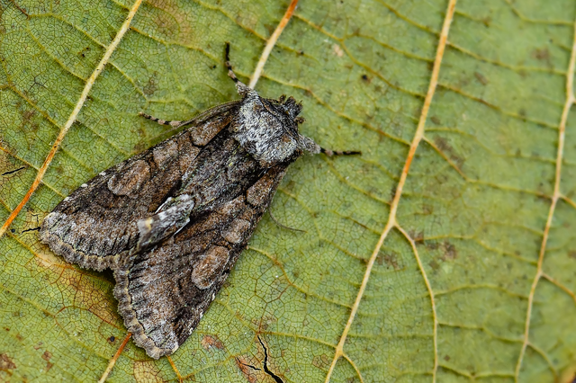 Allophyes oxyacanthae - galagonyabagoly