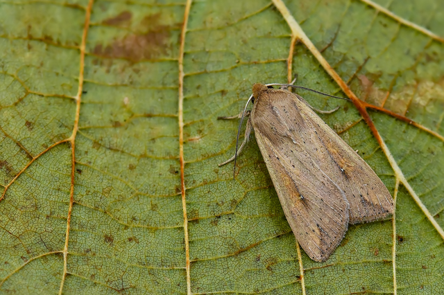 Mythimna unipuncta - hordabagoly