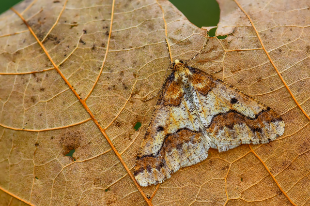 Erannis defoliaria - nagy téliaraszoló