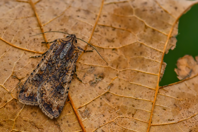 Peridroma saucia - vándor földibagoly