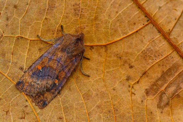 Eupsilia transversa - holdacskás télibagoly