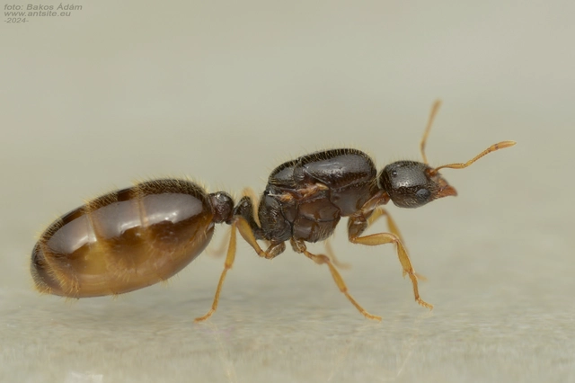 Solenopsis fugax - tolvajhangya