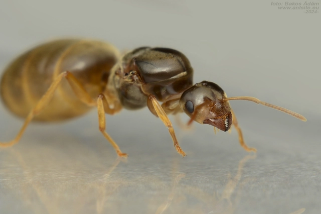 Lasius myops - ligeti borostyánhangya