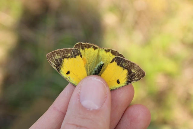 Colias chrysotheme - dolomit-kéneslepke