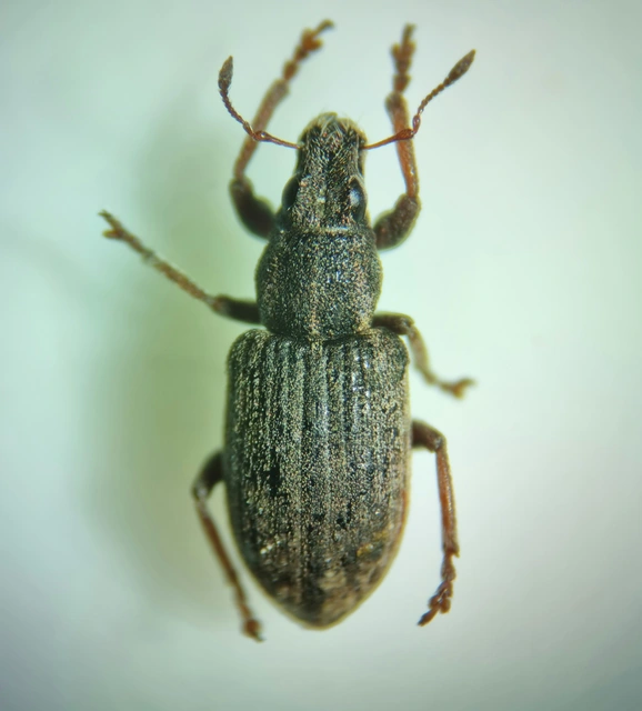 Sitona humeralis - lucerna-csipkézőbogár
