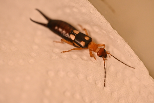 Forficula smyrnensis - szmirnai fülbemászó