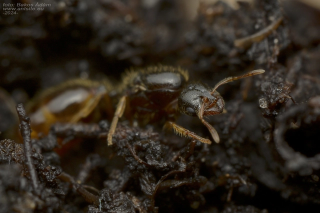 Solenopsis fugax - tolvajhangya