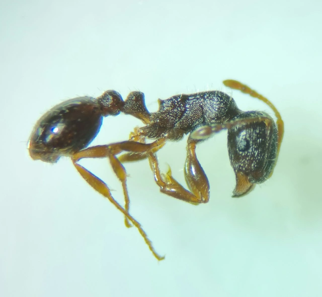Tetramorium
