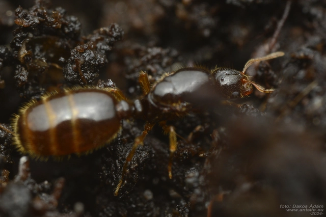 Solenopsis fugax - tolvajhangya
