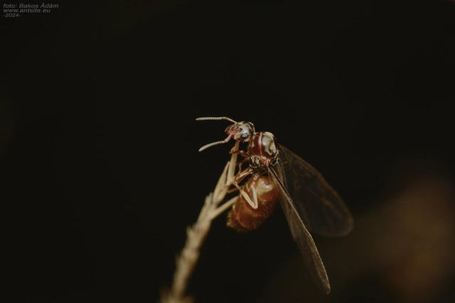 Lasius alienus - kövi feketehangya