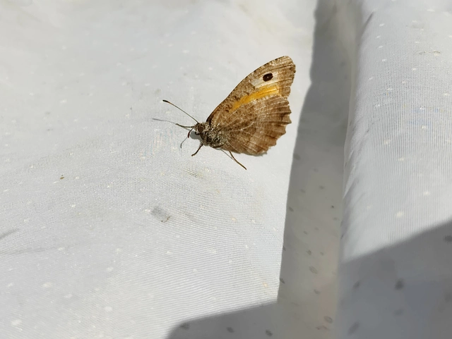 Arethusana arethusa - közönséges szemeslepke