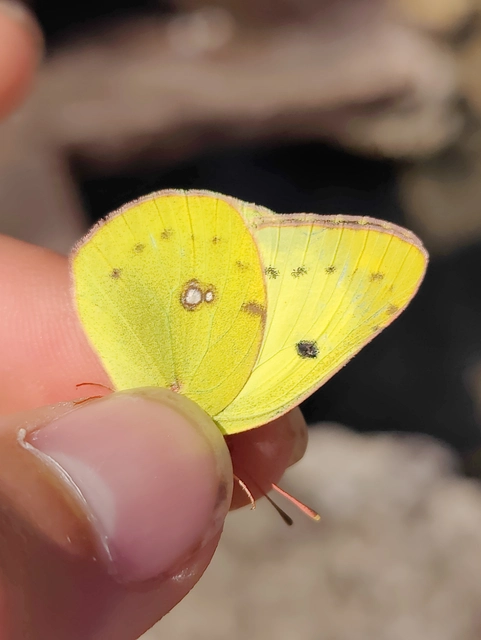 Colias hyale - kéneslepke