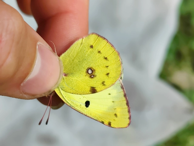 Colias hyale - kéneslepke