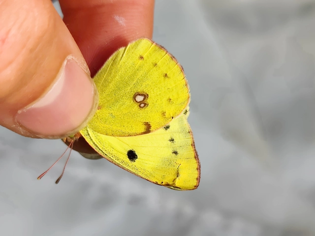 Colias hyale - kéneslepke
