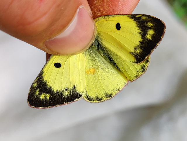 Colias hyale - kéneslepke