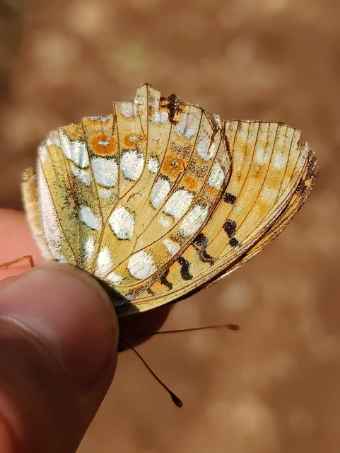 Argynnis adippe - ezüstös gyöngyházlepke