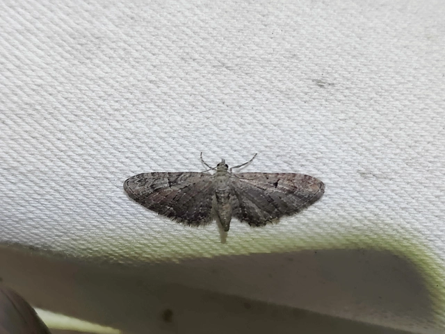 Eupithecia pusillata - lucfenyő-törpearaszoló