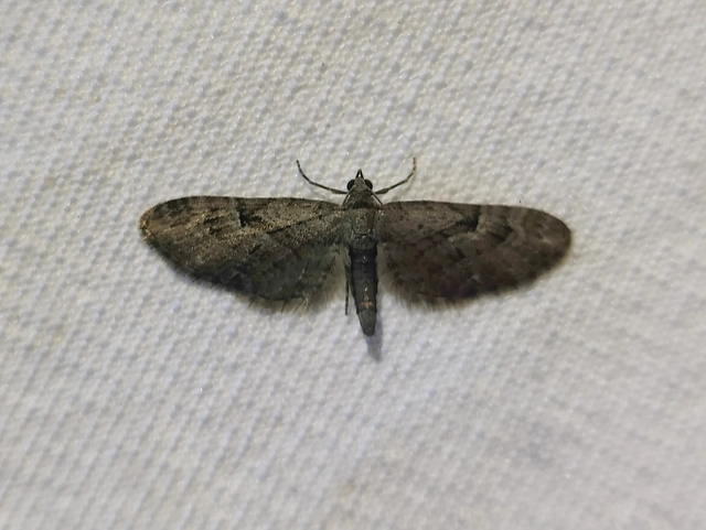 Eupithecia pusillata - lucfenyő-törpearaszoló