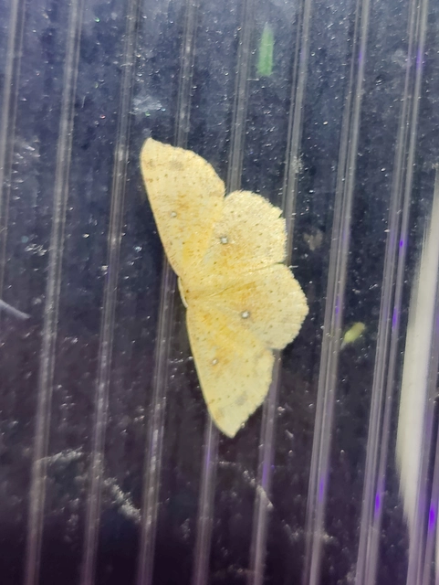 Cyclophora porata - körös pettyesaraszoló