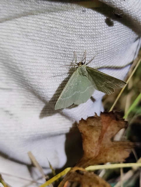 Chlorissa viridata - üdezöld araszoló