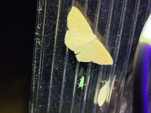 Cyclophora ruficiliaria - vörösrojtú pettyesaraszoló