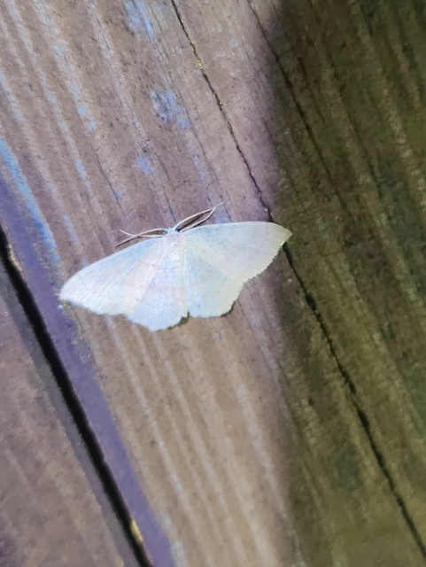 Cyclophora linearia - vonalas pettyesaraszoló
