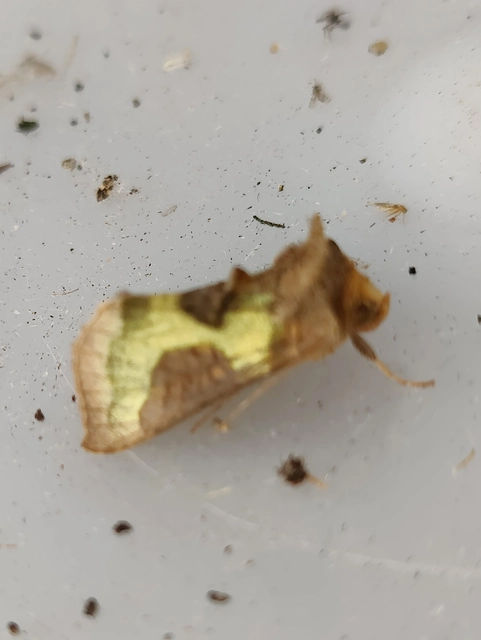 Diachrysia stenochrysis - rejtőző aranybagoly