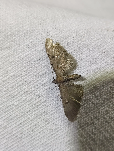 Eupithecia absinthiata - üröm-törpearaszoló