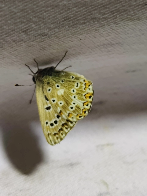 Polyommatus coridon - ezüstkék boglárka