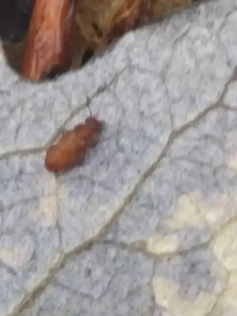Metopsia similis - pajzsos sutaholyva