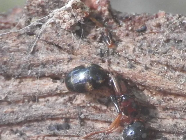Dolichoderus quadripunctatus - négypettyes erdeihangya