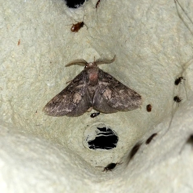 Gluphisia crenata - kormos púposszövő