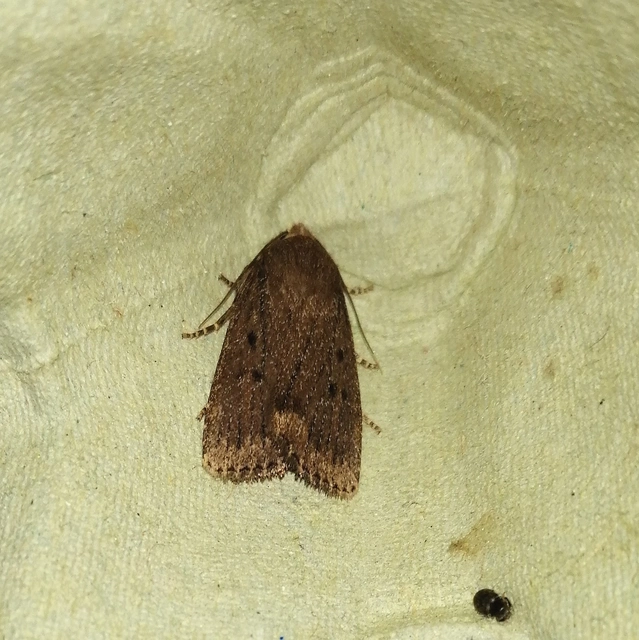 Amphipyra tragopoginis - bakszakállbagoly