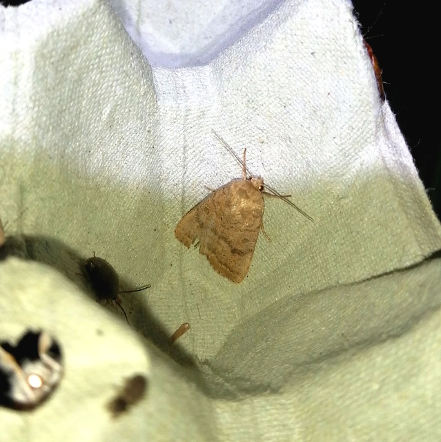 Hoplodrina octogenaria - barna selymesbagoly