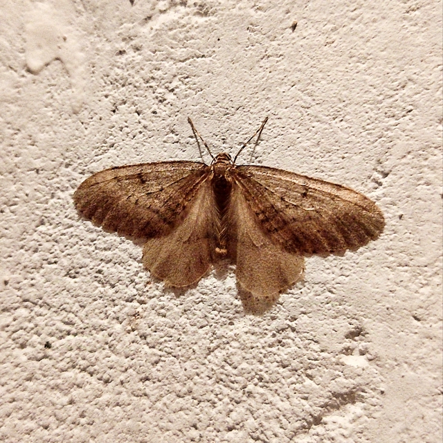 Operophtera brumata - kis téliaraszoló