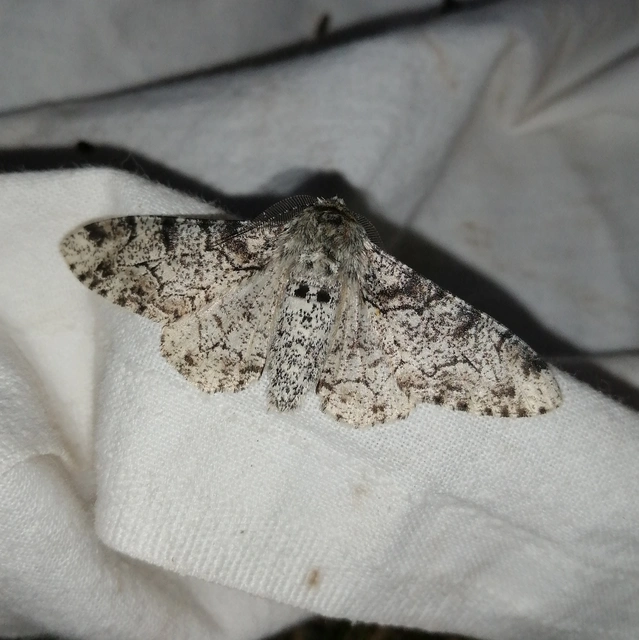 Biston betularia - szürkepettyes araszoló