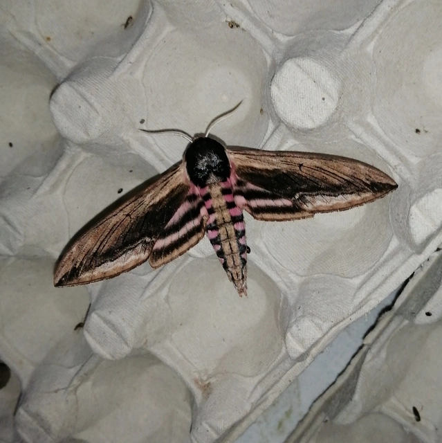 Sphinx ligustri - fagyalszender
