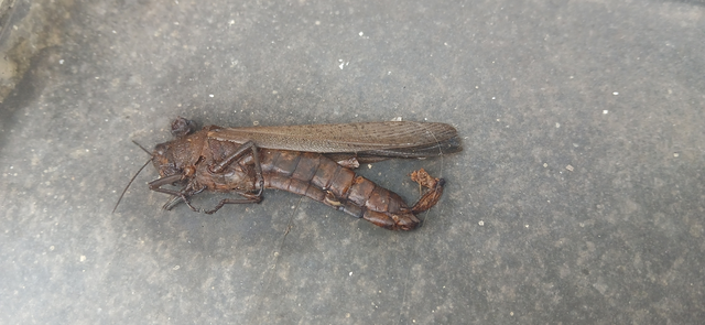 Anacridium aegyptium - egyiptomi sáska