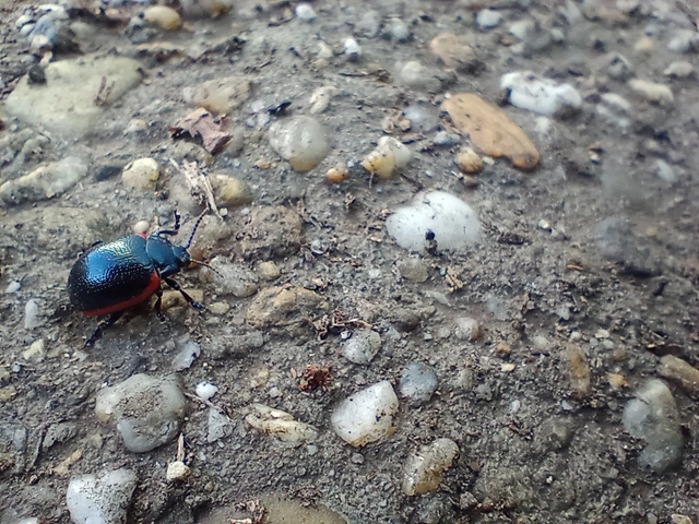 Chrysolina rossia - trapézhátú szegélyeslevelész