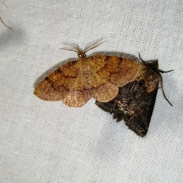 Plagodis pulveraria - szemcsés araszoló
