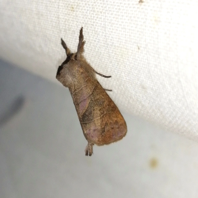 Clostera anastomosis - barna levélszövő