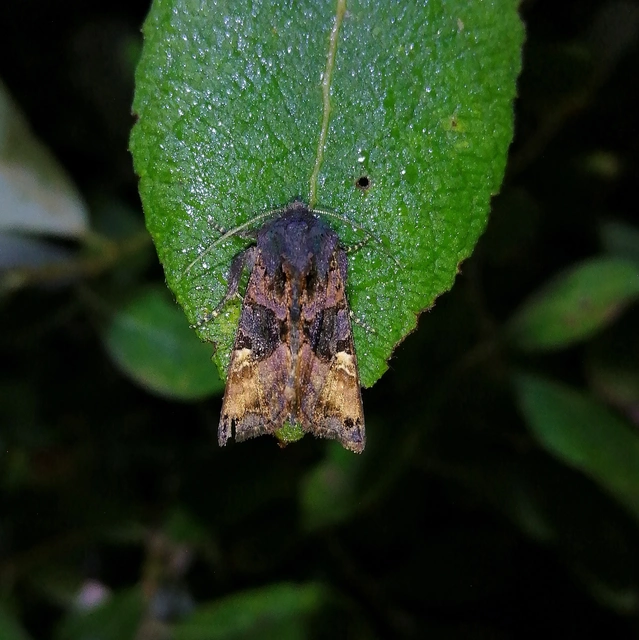 Euplexia lucipara - szeder-csipkésbagoly