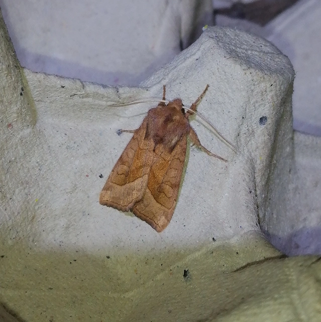 Hydraecia micacea - csillogó acsalapubagoly