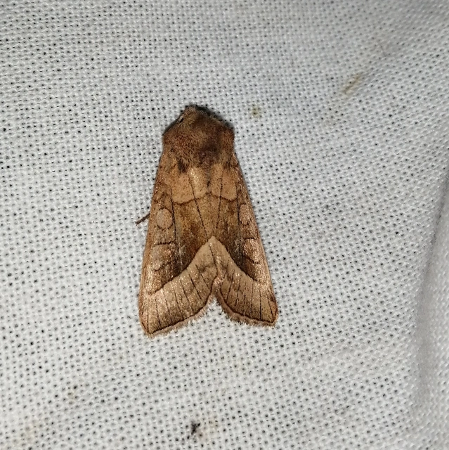 Hydraecia micacea - csillogó acsalapubagoly