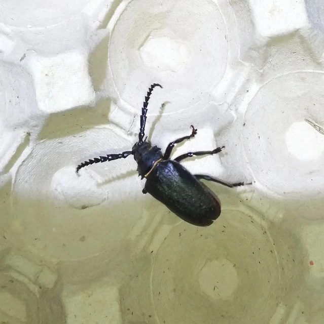 Prionus coriarius - csőszcincér