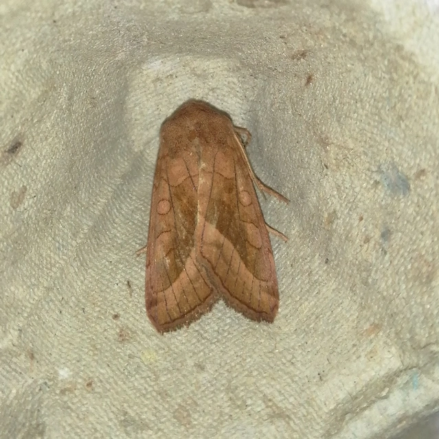 Hydraecia micacea - csillogó acsalapubagoly