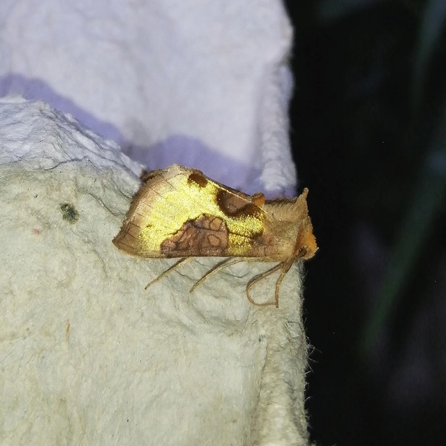 Diachrysia stenochrysis - rejtőző aranybagoly