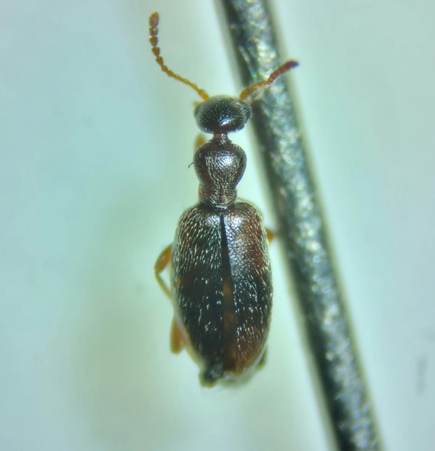 Cyclodinus humilis - sziki fürgebogár Cyclodinus humilis - sziki fürgebogár